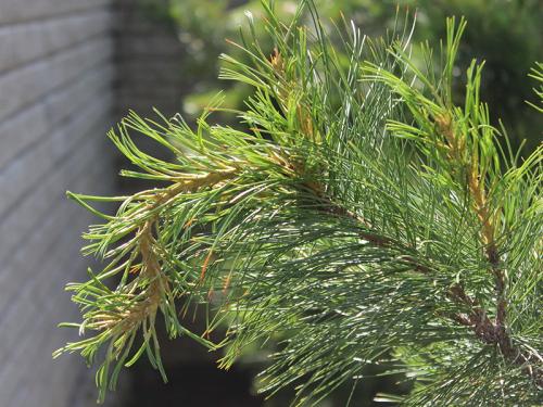 Болезни сосен и их лечение ржавчина. Ржавчина и другие болезни