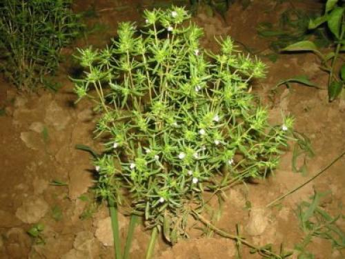 Чабер огородный Ароматный многолетний. Сорта и виды