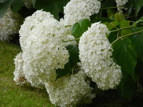 Как отличить уличную гортензию от домашней. Почему важно знать вид вашей гортензии?