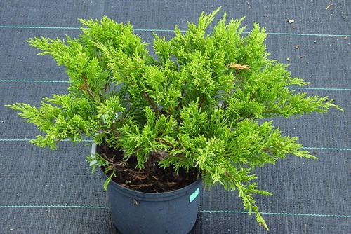 Особенности выращивания и размножения можжевельника казацкого
