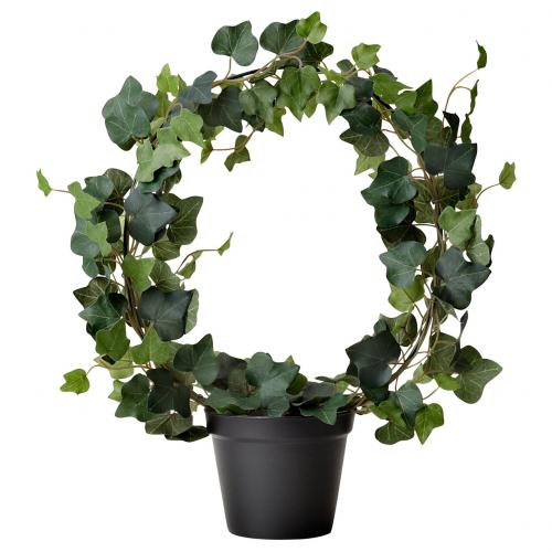 Комнатные растения примеры. Ядовитые комнатные цветы и растения фото и названия