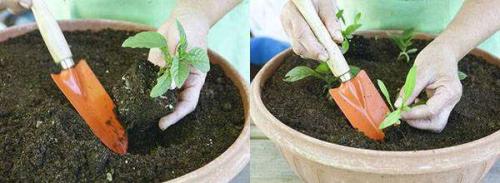 Как сажать флоксы многолетние семенами. Выращивание многолетних флоксов из семян