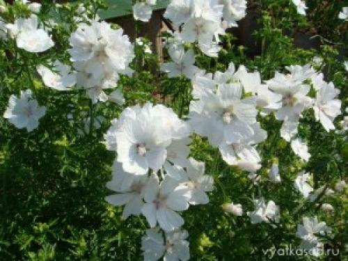 Невеста в саду: мальва мускусная