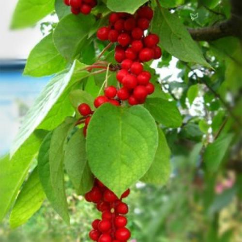 Китайский лимонник, что с него можно сделать. Рецепты на основе лимонника