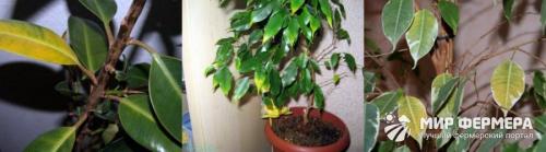 Почему у фикуса желтеют и сохнут листья. Почему желтеют листья у фикуса