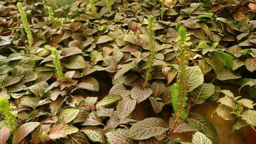 Какой грунт нужен для фиттонии. Фиттония - уход в домашних условиях, фото, размножение, пересадка