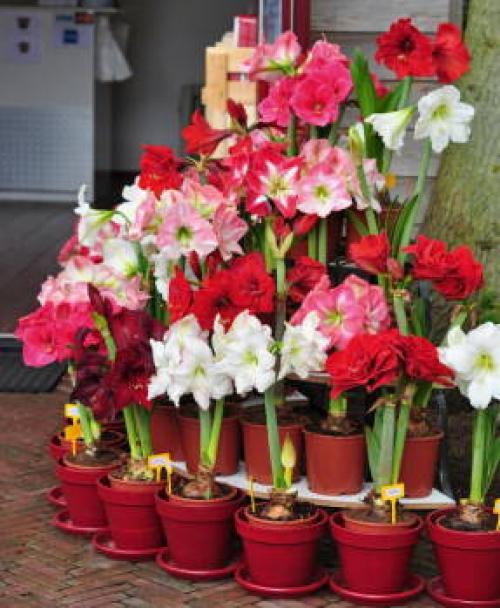 Когда лучше пересаживать амариллис. Готовим амариллисы* к покою и весенней выгонке