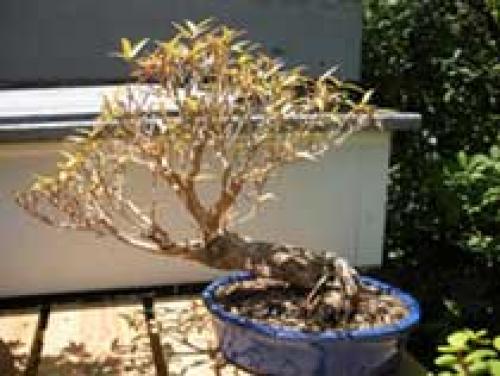 Фикус Бенджамина на листьях белые точки.