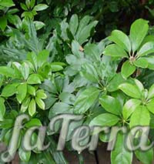 Schefflera arboricola уход. Шеффлера виды