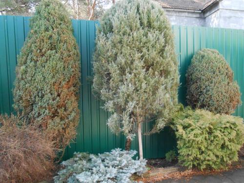 Болезни сосен и их лечение ржавчина. Ржавчина и другие болезни