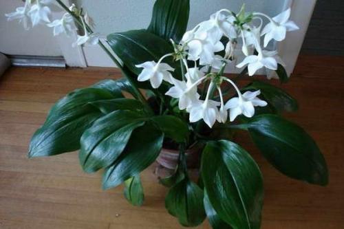 Как правильно вырастить эухарис. Как ухаживать за эухарисом в домашних условиях