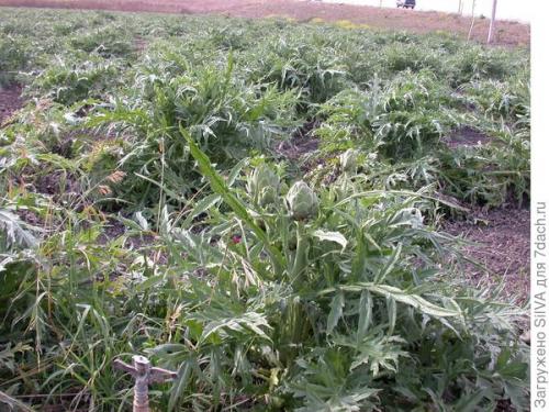 Артишок настоящий. Вся правда об артишоках. Посадка и уход