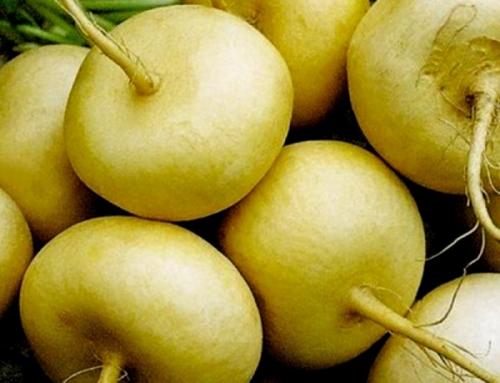 Репка, какой цвет. Обзор сортов репы