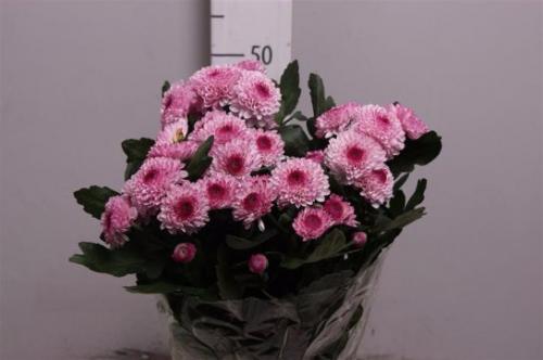 Зеленая хризантема. Мелкоцветковая и крупноцветковая хризантема кустовая. Фото и название