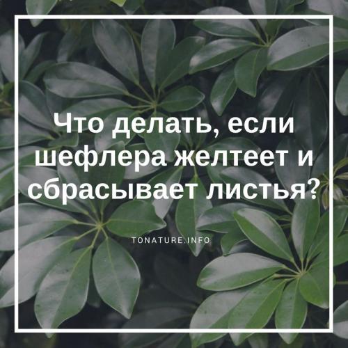 Почему желтеют листья у шефлеры и Что делать. Что делать, если шефлера желтеет и сбрасывает листья?