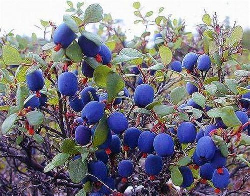 Когда созревает Черника в Московской области. Самые ягодные места Подмосковья