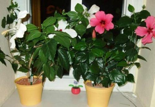 Дикая роза комнатное растение уход. Как правильно ухаживать за китайской розой в домашних условиях: выращивание и размножение