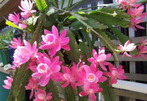 Почему домашние, кактусы желтеют. Жители тропиков