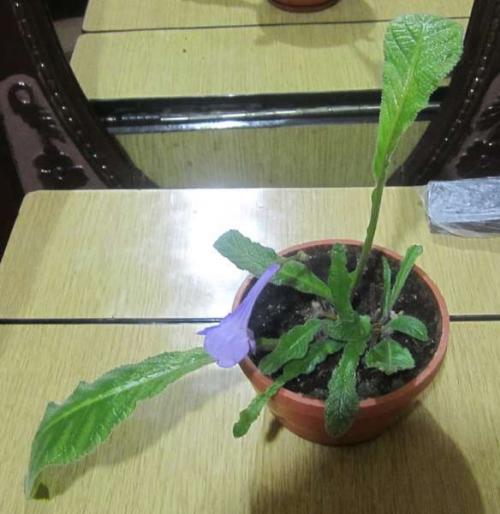 Стрептокарпус Размножение листом когда появляются всходы. Re: Размножение стрептокарпуса листом