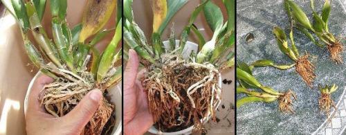 Онцидиум виды. Как ухаживать за орхидеей Онцидиум в домашних условиях