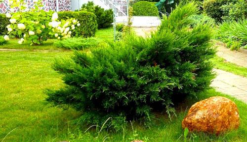 Как найти Можжевельник в лесу. Лесной можжевельник в саду: секреты успешного выращивания