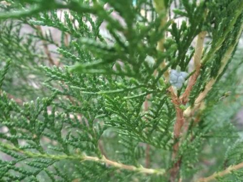 Как укрыть маленькие туи на зиму. Нужно ли укрывать тую на зиму и как это сделать