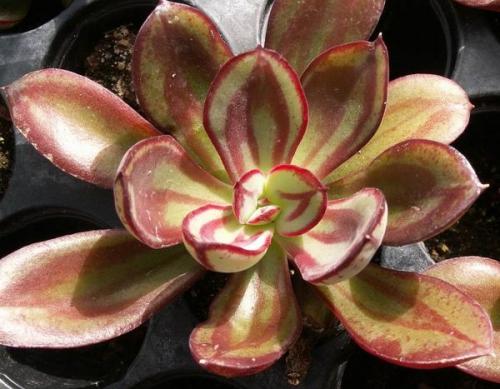 Эхеверия Черный принц уход. Эхеверия – каменная роза 