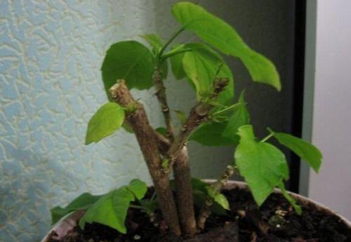 Дикая роза комнатное растение уход. Как правильно ухаживать за китайской розой в домашних условиях: выращивание и размножение