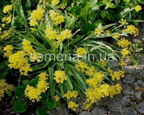 Лук моли когда сажать. Яркий акцент