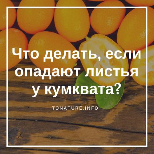Кумкват сбрасывает листья. Что делать, если опадают листья у кумквата?