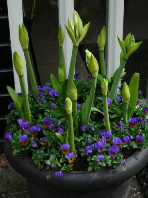 Когда лучше пересаживать амариллис. Готовим амариллисы* к покою и весенней выгонке