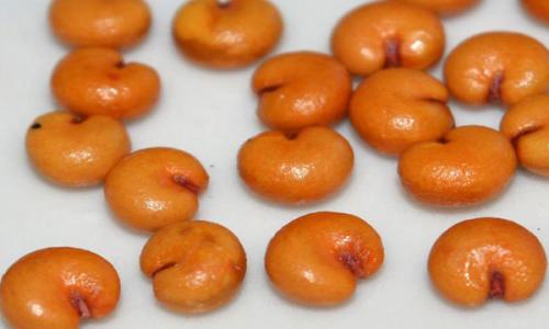 Лимонник китайский выращивание. Выращивание лимонника из семян