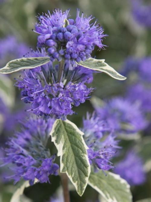 Название деревьев в России. Лиственные деревья и кустарники: названия и фото