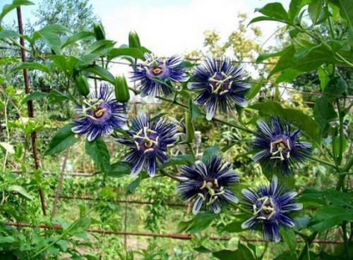 Страстоцвет пассифлора лечебные свойства. Пассифлора: от чего помогает и что лечит, как использовать в народной медицине