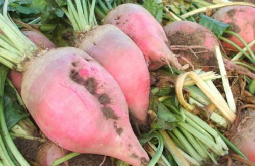 Лучшие сорта кормовой свеклы для украины. Описание сортов кормовой свёклы