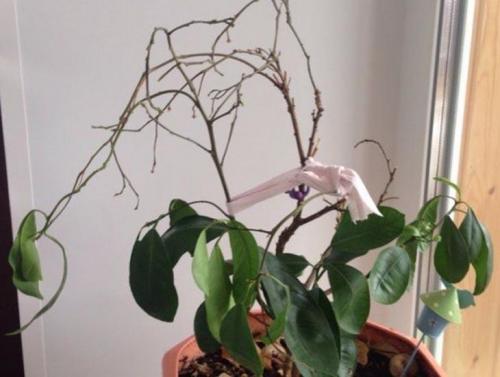 Почему у мандарина опадают зеленые листья. Причины потери листьев