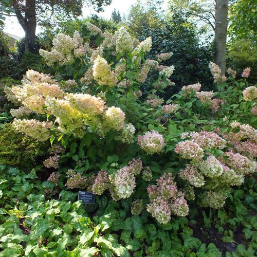 Гортензия метельчатая паникулата Долли. Гортензия метельчатая Долли (Dolly)