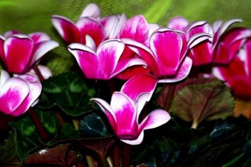 Цикламен персидский из семян