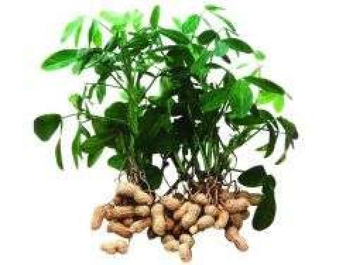 Как растет арахис?