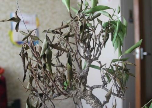 Почему осыпается фикус Бенджамина. Фикус бенджамина сбрасывает листья: почему и что делать?