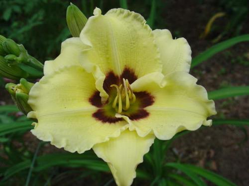 Подкормка лилейниками осенью. Подкормка лилейников в разные периоды вегетации