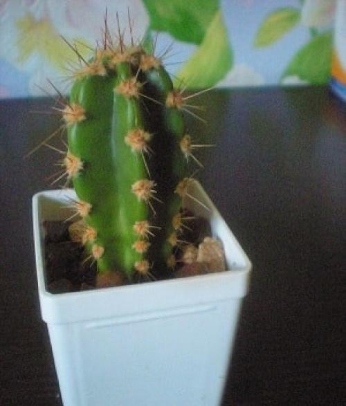 Почему желтеет, кактус, что делать. Болезни кактуса по причине неправильного ухода за растением