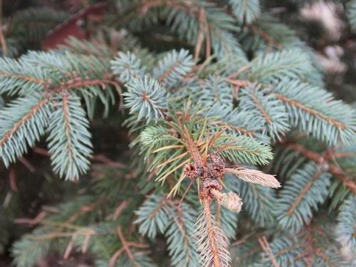 Болезни сосен и их лечение ржавчина. Ржавчина и другие болезни