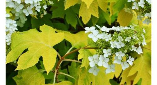 Почему у гортензии коричневеют цветы. Причины почернения листьев гортензии – пошаговая инструкция по лечению