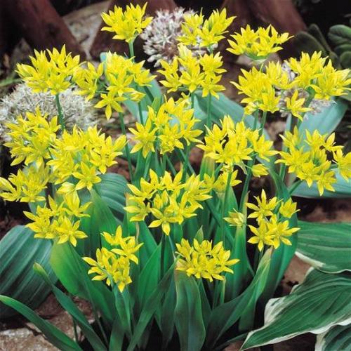 Декоративный лук моли посадка. Лук декоративный моли