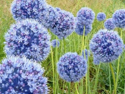 Лук декоративный болгарский. Высокорослые сорта