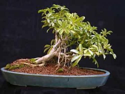 Почему желтеют листья у шефлеры и опадают листья. Шефлера сбрасывает листья: что делать?