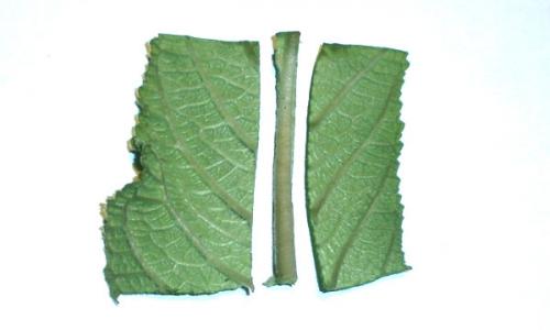 Стрептокарпус Размножение фрагментом листа. Как размножить стрептокарпус частью листа