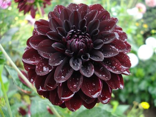 Георгины значение. Здесь вы найдете все о цветах