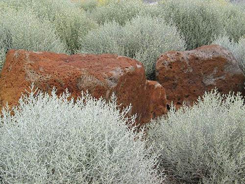 Calocephalus brownii. Использование леукофиты (калоцефалуса) в ландшафтном дизайне